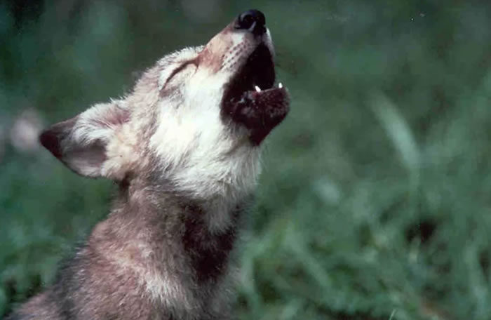 美国濒临灭绝的墨西哥灰狼数量猛增24％ 令环保主义者振奋