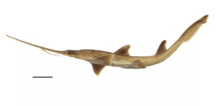 《PLOS ONE》：在西印度洋发现的两种新锯鲨物种 每侧有6个鳃裂