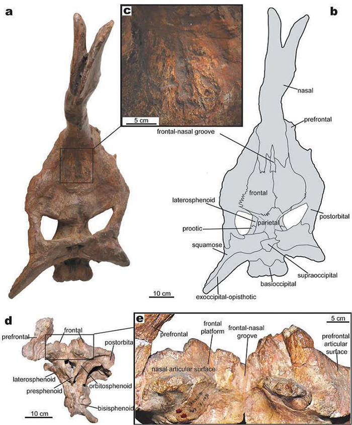 棘鼻青岛龙正型和副型头骨，显示鼻骨、额骨间的窄沟状结构