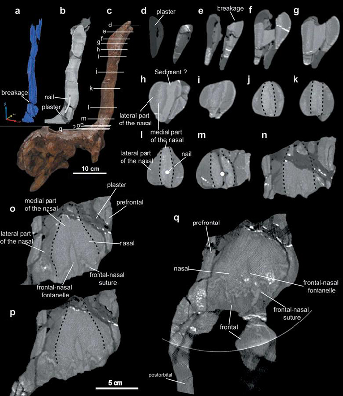棘鼻青岛龙鼻骨CT扫描图，鼻骨内部实心的类似“三明治”结构以黑色虚线标出