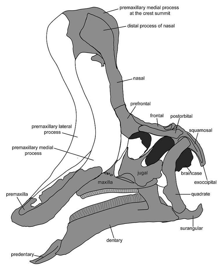 棘鼻青岛龙头骨复原图（参考Prieto-Márquez和Wagner，2013）