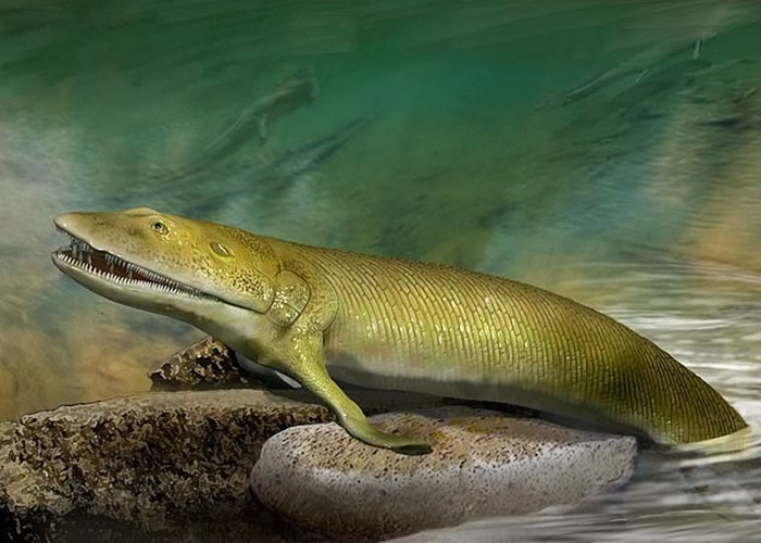 Elpistostege watsoni的鳍内有可能是陆上脊椎动物进化出手指的骨头。图为构想图。