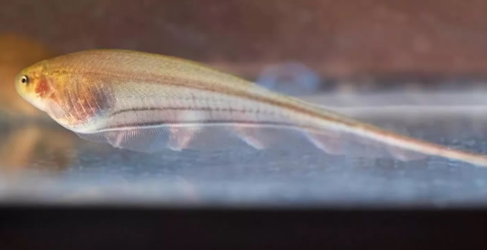 科学怪鱼——玻璃刀鱼“换脑”模拟实验提供令人振奋的结果