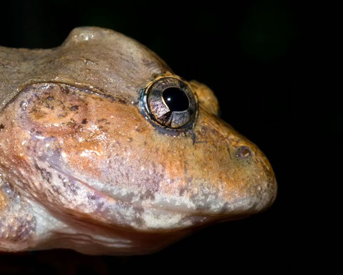 青蛙进化出具有极其不寻常的头骨