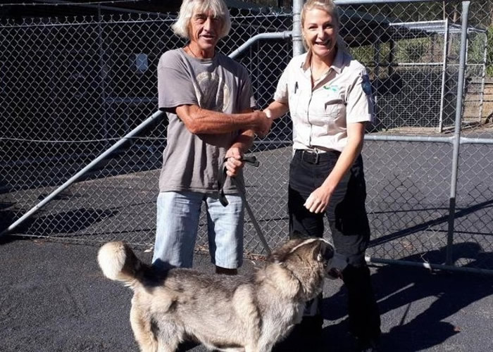 澳洲新南威尔士省哈士奇犬走失流浪逾200公里 2年后终与主人团聚