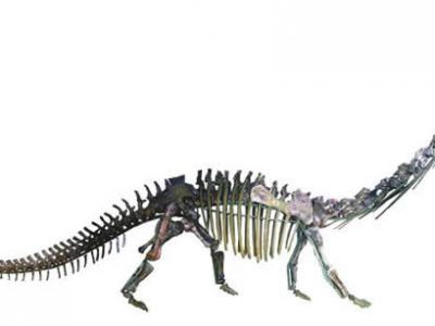 杨氏马门溪龙化石——中国首次发现有皮肤（印痕）化石的蜥脚类恐龙