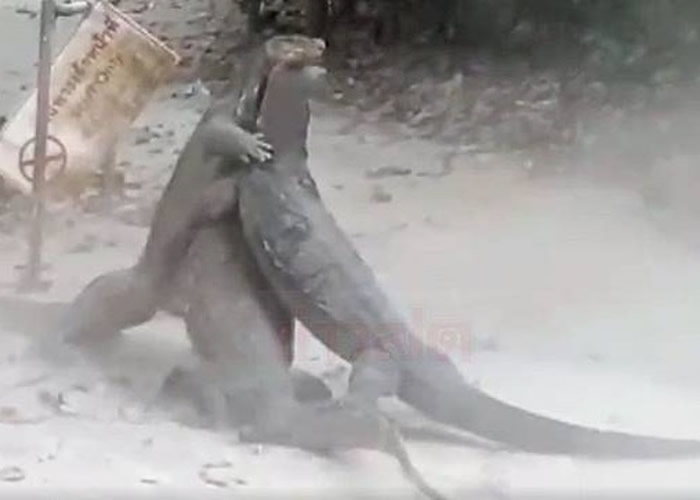 泰国喀比府直辖县Than Bok Khorani国家公园3只巨蜥疑为争地盘大打出手