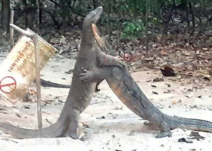 泰国喀比府直辖县Than Bok Khorani国家公园3只巨蜥疑为争地盘大打出手