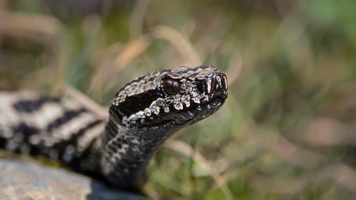 《Toxins》杂志：新研究表明蛇毒主要进化为一种进攻手段 而不是防御手段