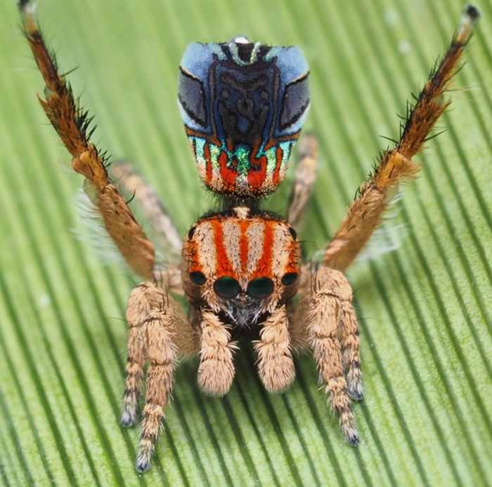 《Zootaxa》：澳洲发现七种新的色彩斑斓的微型孔雀蜘蛛