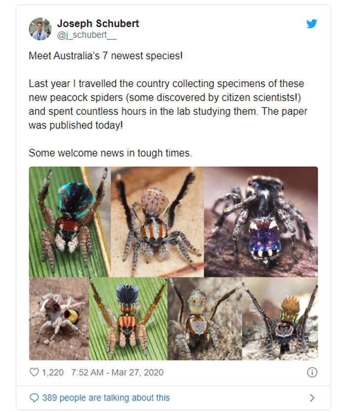 《Zootaxa》：澳洲发现七种新的色彩斑斓的微型孔雀蜘蛛