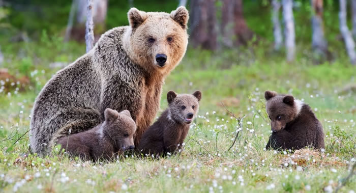 俄罗斯鄂木斯克州波利舍列奇耶动物园棕熊冬眠后第一次现身 还带出三只期间出生的幼崽