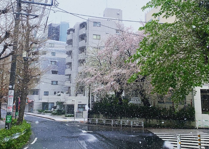 日本东京樱花盛开后仍下雪 51年一遇