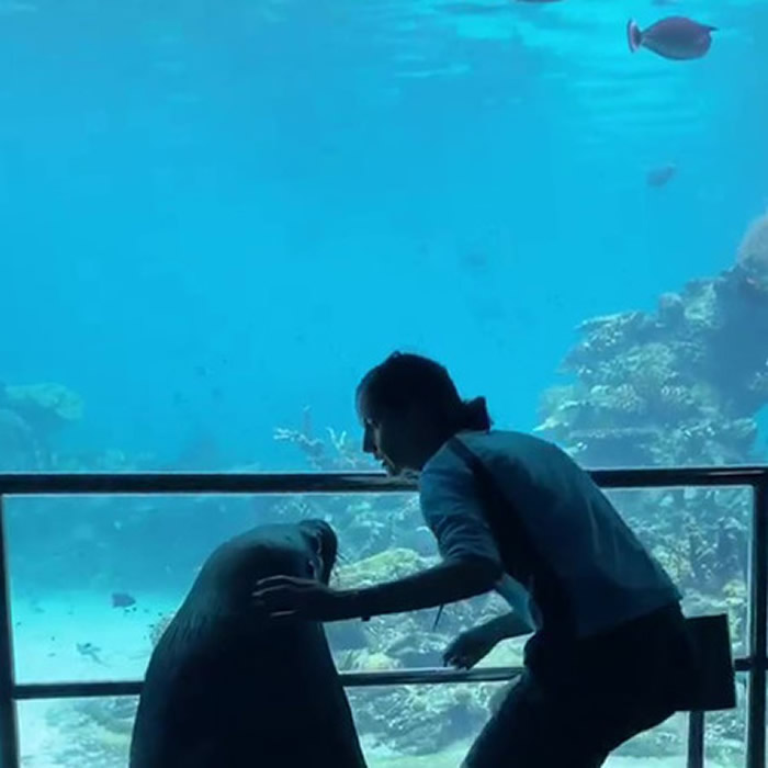 澳洲海洋世界水族馆疫情关闭 海狮趁机出笼拜访热带鱼、魟鱼和其他水族馆“同事”
