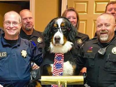 美国科罗拉多州乔治敦市伯恩山犬Parker成为荣誉市长 刚上任就涉嫌“滥用职权”