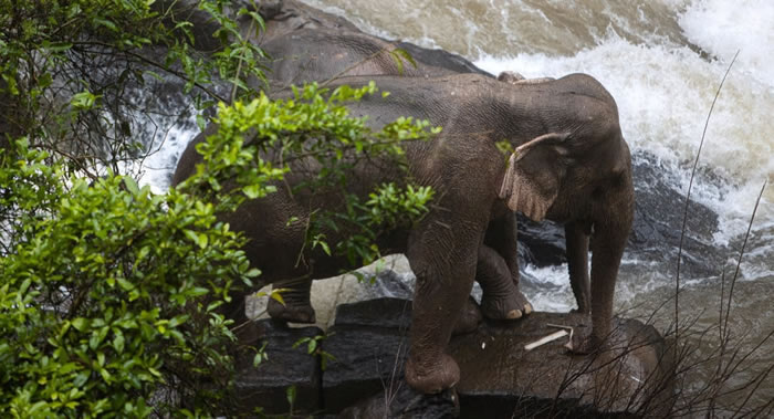 泰国旅游业大象因新型冠状病毒疫情的爆发面临威胁