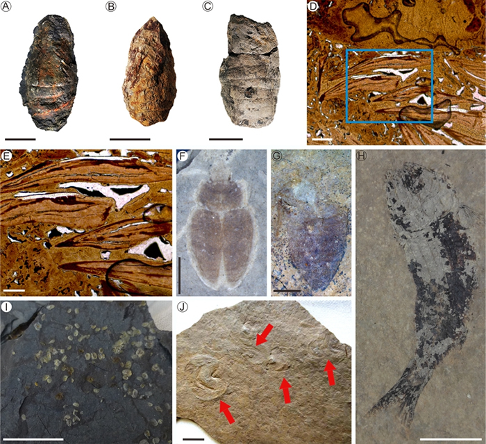 剖面产出的各类代表性化石。A-C, 鱼粪；D-E，鱼粪切片；F和G，甲虫；H，鱼；I，介形虫；J，鲎虫