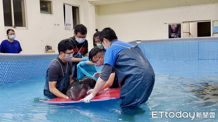 小花纹海豚被鲨鱼攻击搁浅台湾苏澳 获救后发出海豚音