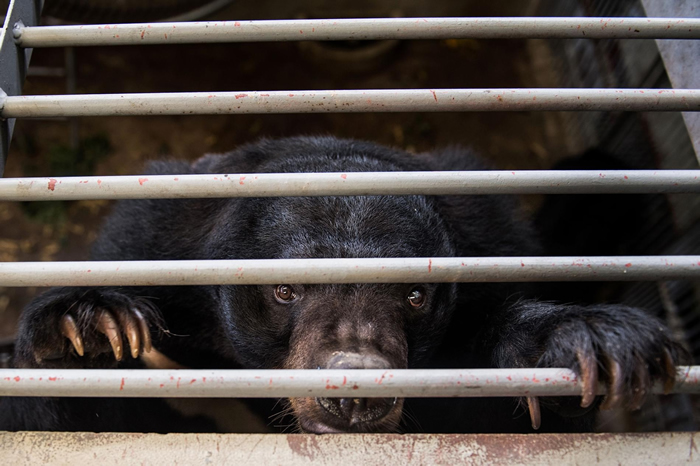 在中国及东南亚的养熊场，用于传统药物的熊胆会以一根导管、针筒或输送管插入熊的胆囊里抽取出来──这是一种侵入性又痛苦的过程。 2017年有一千多头熊从越南的非法熊