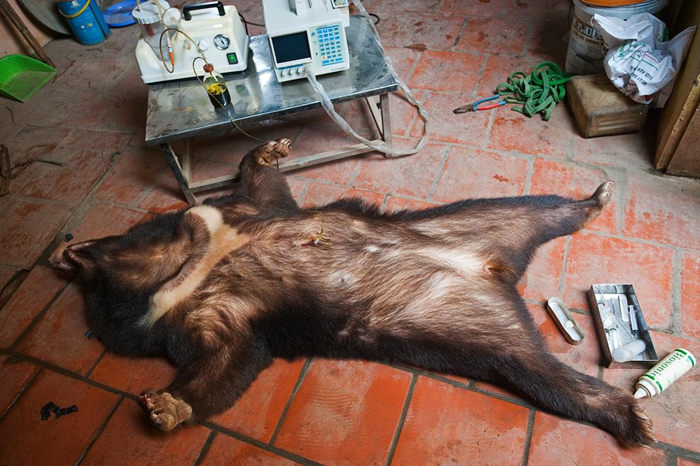 胆汁从一头被镇静的亚洲黑熊胆囊里抽取出来。 根据非营利组织亚洲动物基金的数据，因为疾病在熊胆养殖场很常见，所以来自病熊的胆汁可能被血液、粪便、脓、尿液，以及或许