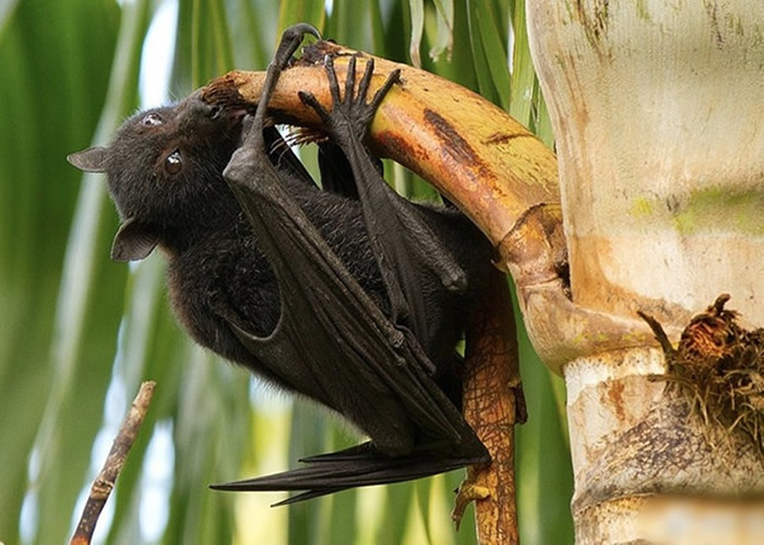 蝙蝠身上发现病毒抑制剂可有效抑制新冠状病毒复制