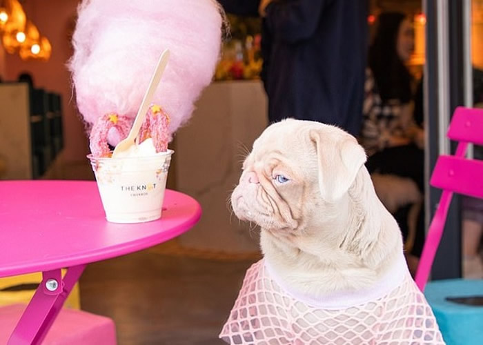 英国伦敦金丝雀码头罕见粉色白化巴哥犬 全球仅百只