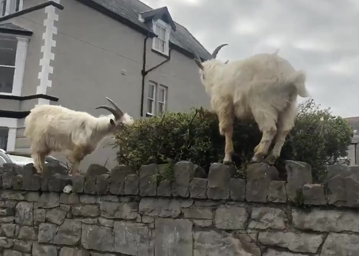 英国威尔斯沿海小镇现奇景 山羊群横行参观人类生活