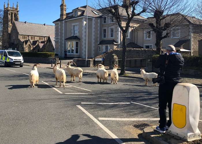 英国威尔斯沿海小镇现奇景 山羊群横行参观人类生活