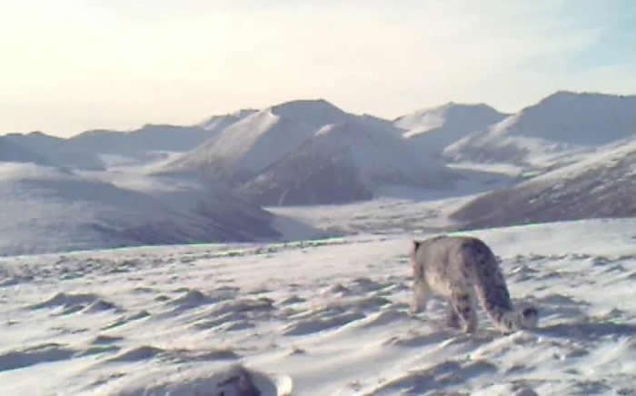 青海西宁首次捕捉到国家一级保护动物雪豹的踪迹 在大通北川河源区国家级自然保护区内
