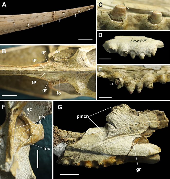 魏氏准噶尔翼龙头骨形态特征显示短粗圆钝牙齿、磨蚀面及吻端营养孔等