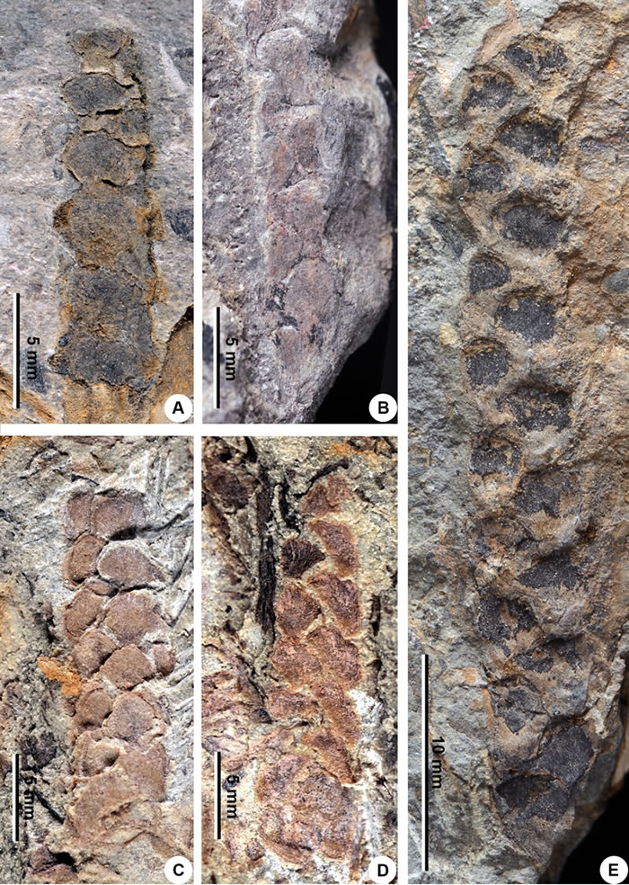 云南（A、B、E）、广西（C、D）早泥盆世地层中的紧贴扁囊蕨标本图