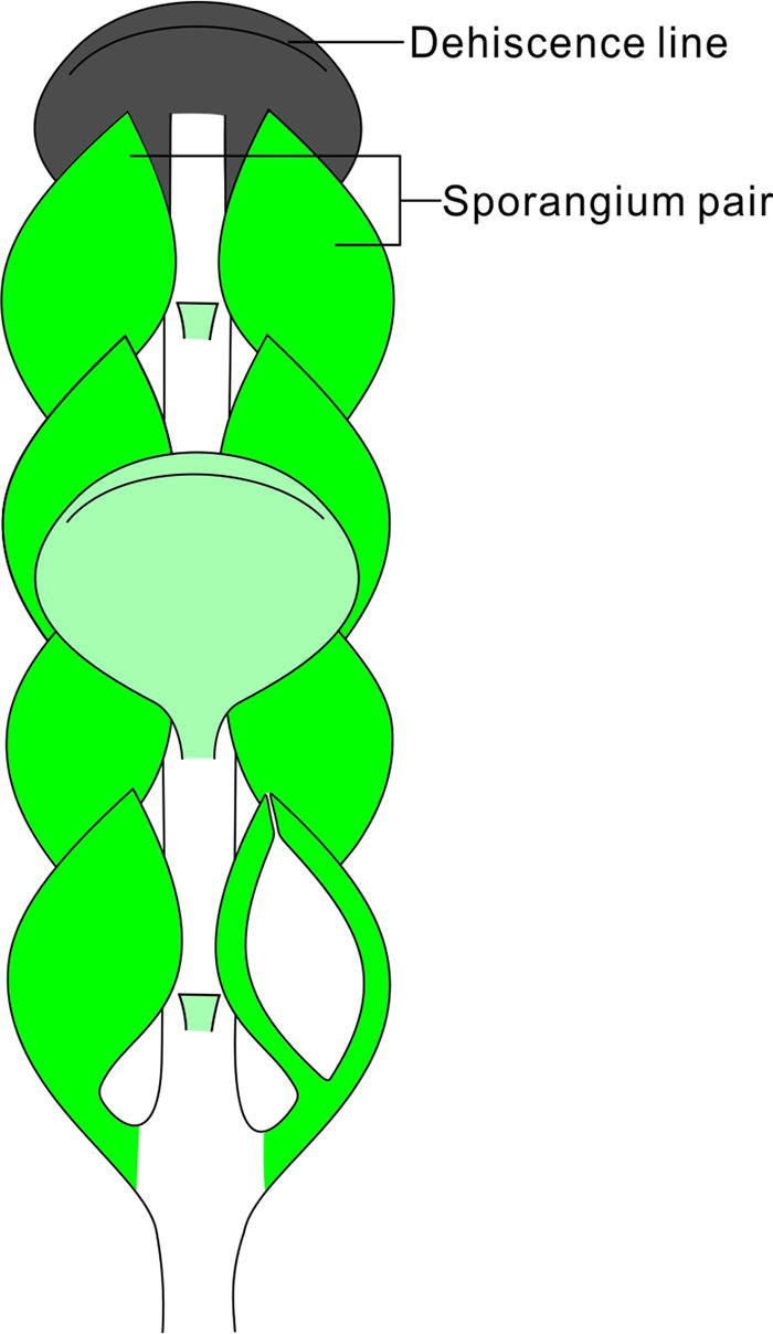 早泥盆世工蕨类植物紧贴扁囊蕨繁殖部分孢子囊穗三维模型图示
