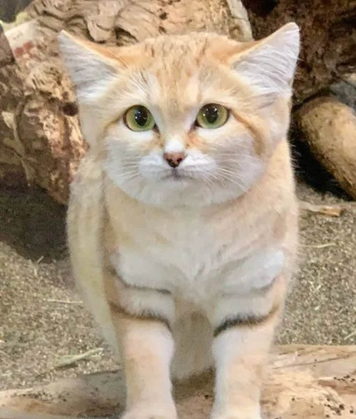 日本栃木县那须动物王国的新伙伴沙漠猫竟是捕食毒蛇、蜥蜴维生