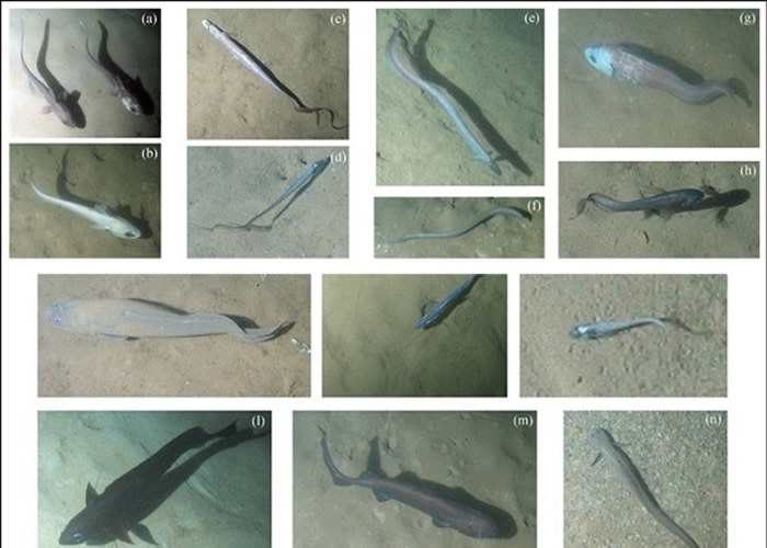 学者分析海底照片发现非洲鱼类大迁徙