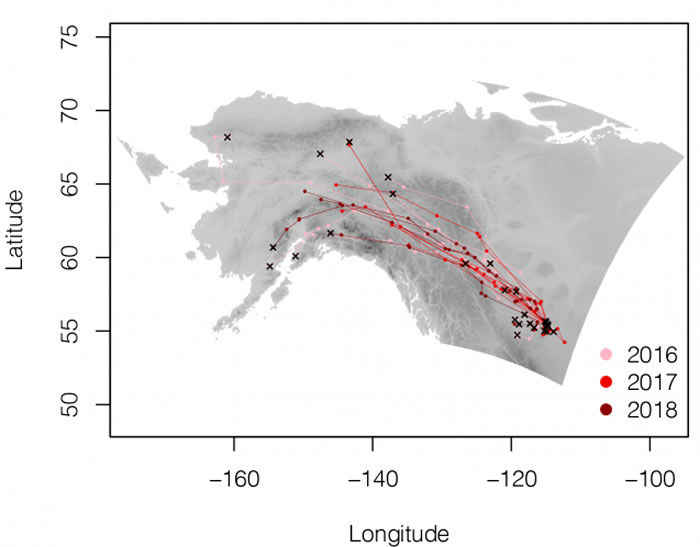 北美知更鸟因气候变化提早了迁徙至北极的时间