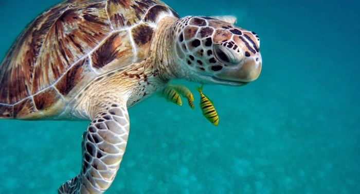 海龟占领印度奥里萨邦因冠状病毒疫情空无一人的海滩