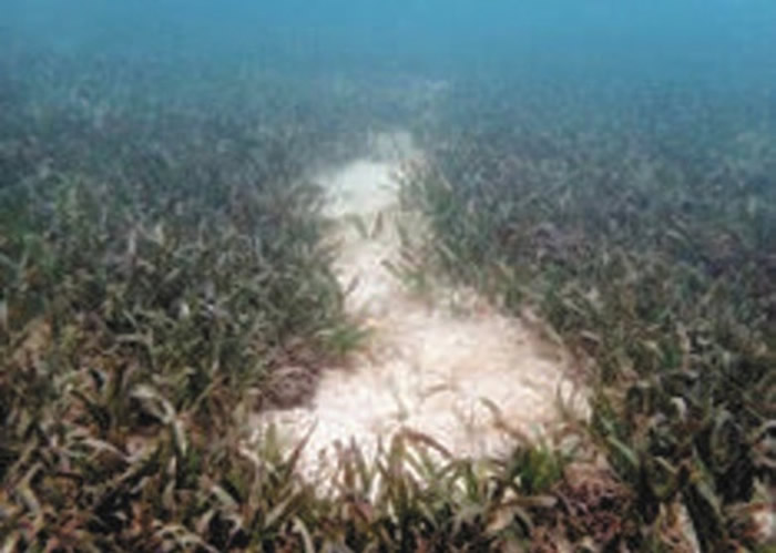 日本冲绳岛屿沿岸发现疑是儒艮进食海草的痕迹 附近很可能是栖息地