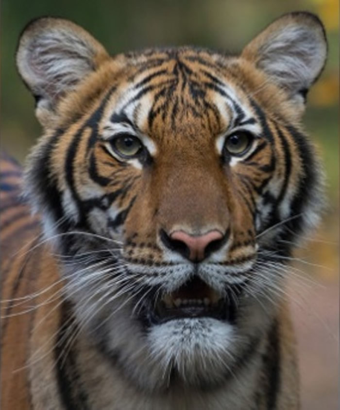 美国纽约布朗克斯动物园喂养的一只雌性老虎感染了新冠病毒