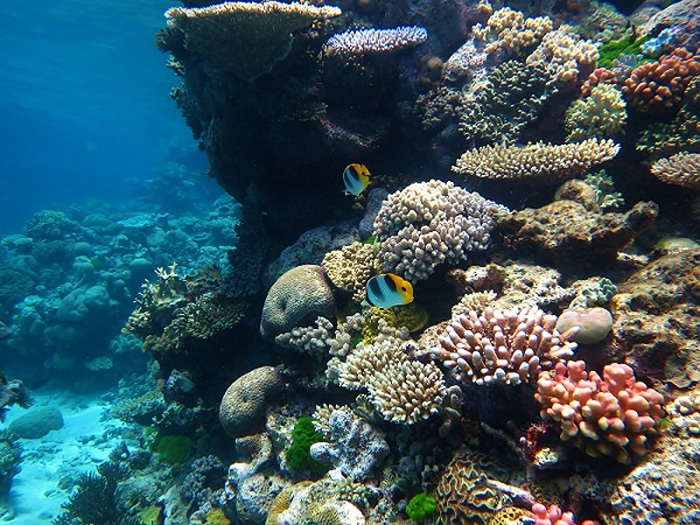澳大利亚大堡礁遭受有记录以来最广泛的珊瑚白化