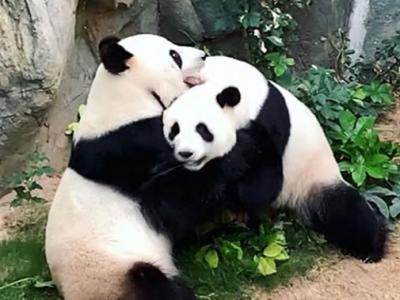 香港海洋公园因冠状病毒隔离检疫关闭 大熊猫盈盈和乐乐终于交配