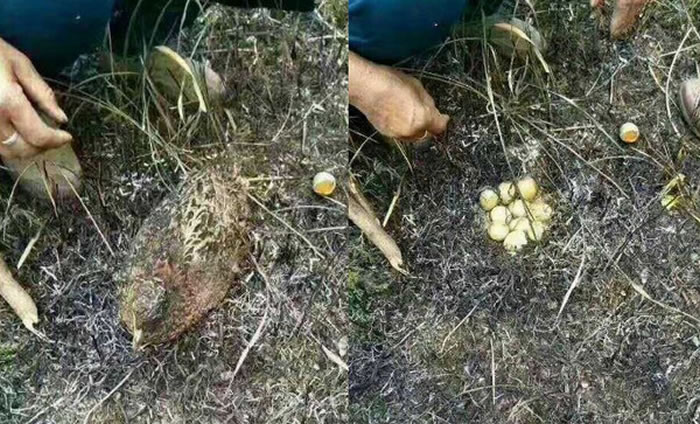 广西岑溪野鸡遭遇清明拜祭引发的山火不幸身亡 尸体下面还护着一窝已经被烧熟的鸡蛋