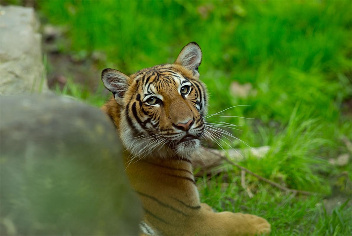 2017年摄于布朗克斯动物园的马来亚虎。 纽约布朗克斯动物园出现第一例被验出COVID-19呈阳性反应的老虎，是园内的马来亚虎娜迪亚。 另外还有六只大型猫科动物