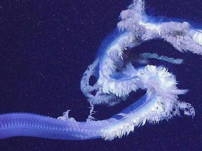 宁格罗海底峡谷拍摄到有史以来最大管水母