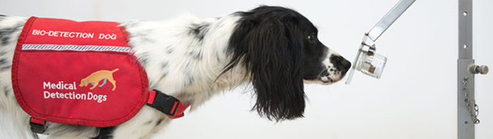 英国慈善机构“医疗侦查犬”研究透过狗嗅出谁感染了病毒 训练六周后能1小时检测250人