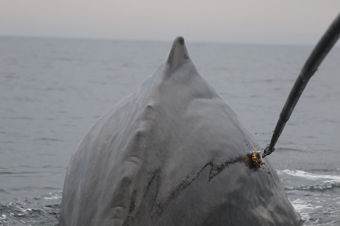 最新研究表明全新的声呐仍会影响抹香鲸进食