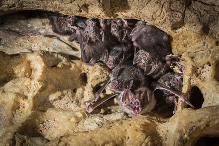 在哥斯达黎加的洞穴里窝着一群吸血蝠。PHOTOGRAPH BY NICK HAWKINS， MINDEN PICTURES
