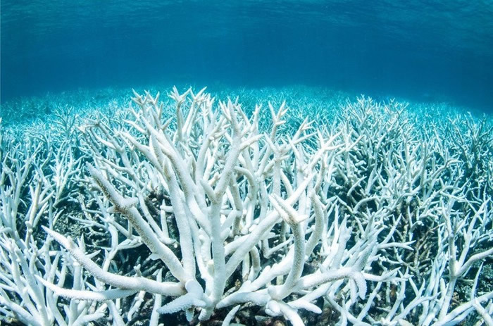 海洋温度上升 澳洲大堡礁珊瑚正经历5年内第3次白化现象