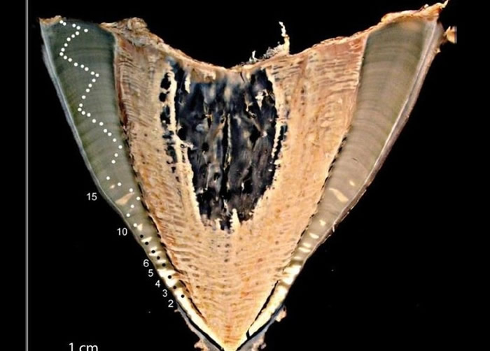生物学家目前靠计算鲸鲨椎骨中类似年轮的线条估计其年龄。