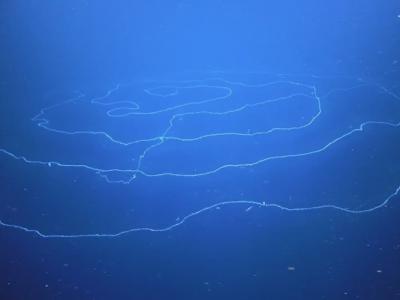 澳洲西澳省对开海域惊现120米长带状生物 原来是无性繁殖管水母