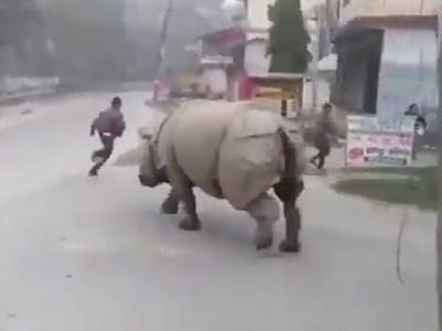 尼泊尔奇特旺国家公园外一只大犀牛在街上游荡 吓坏路人